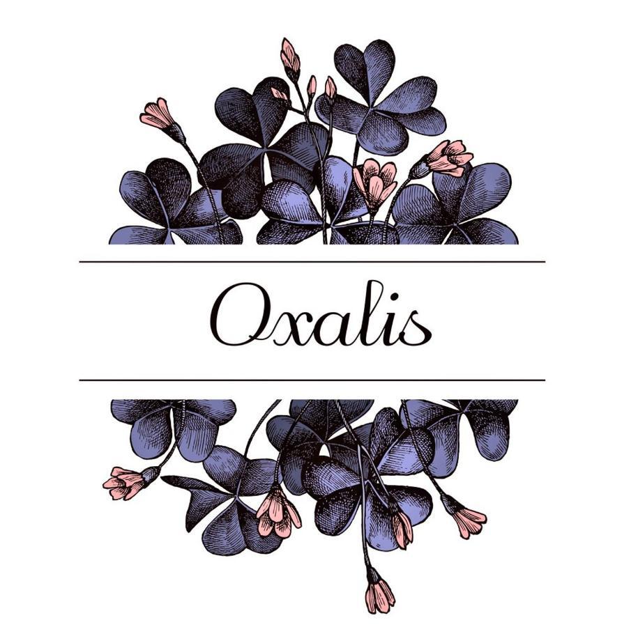 Oxalis Apartment Bologna Bagian luar foto
